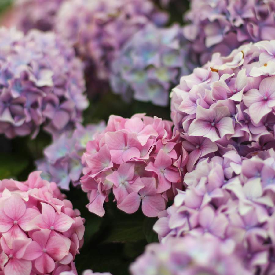 Siguiendo estos pasos, presumirás como nunca de hortensias