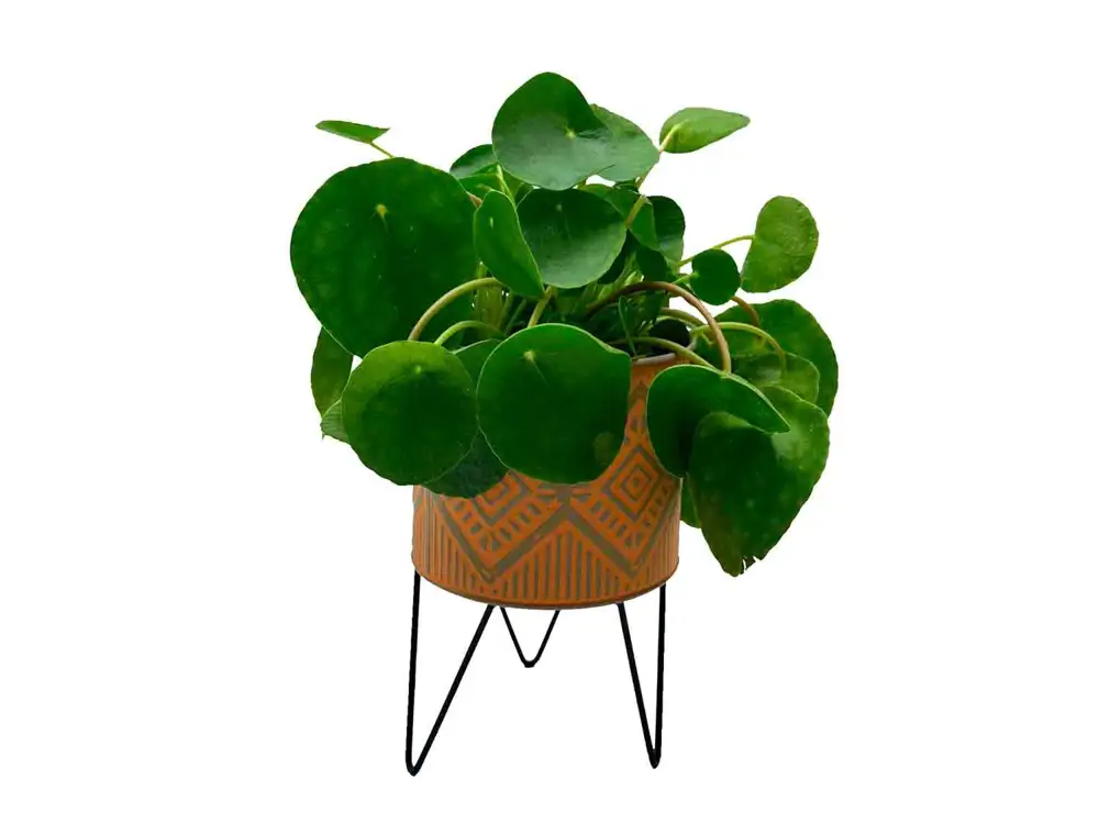 Pilea