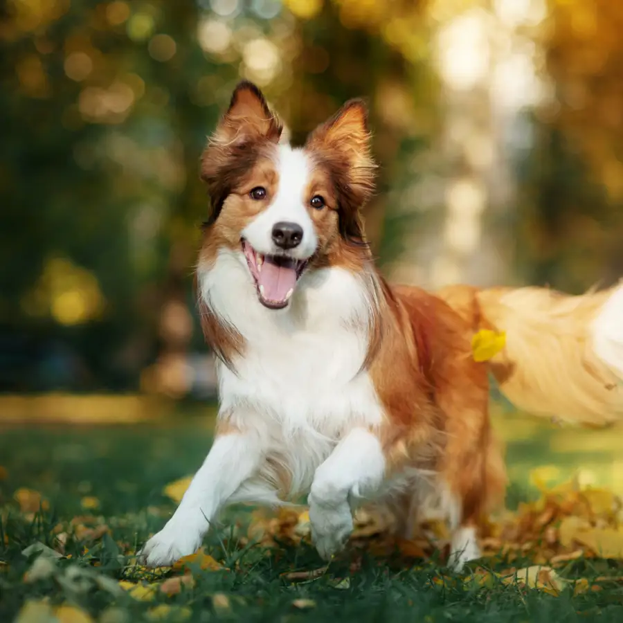 Perro feliz