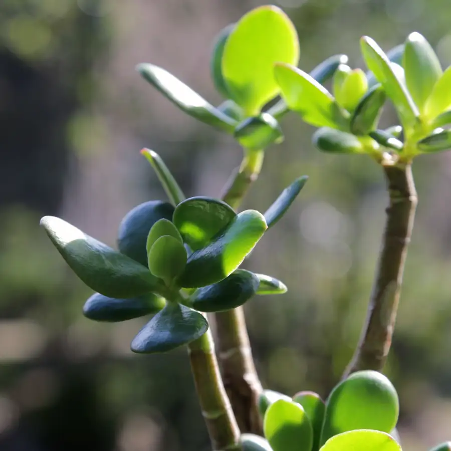 Planta de jade 