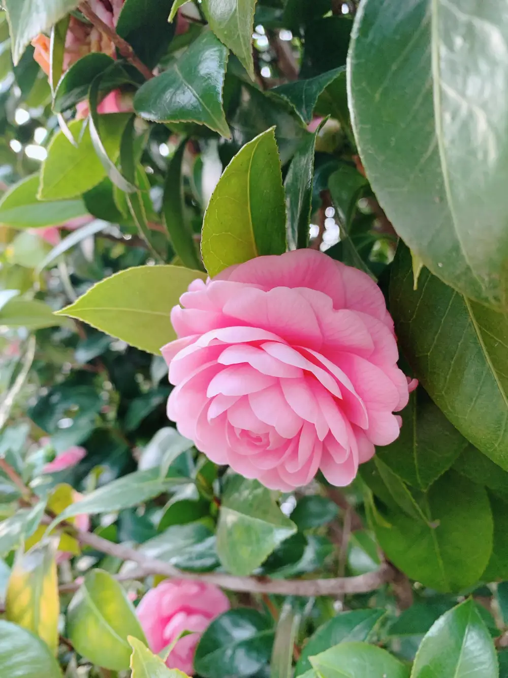 Camelia