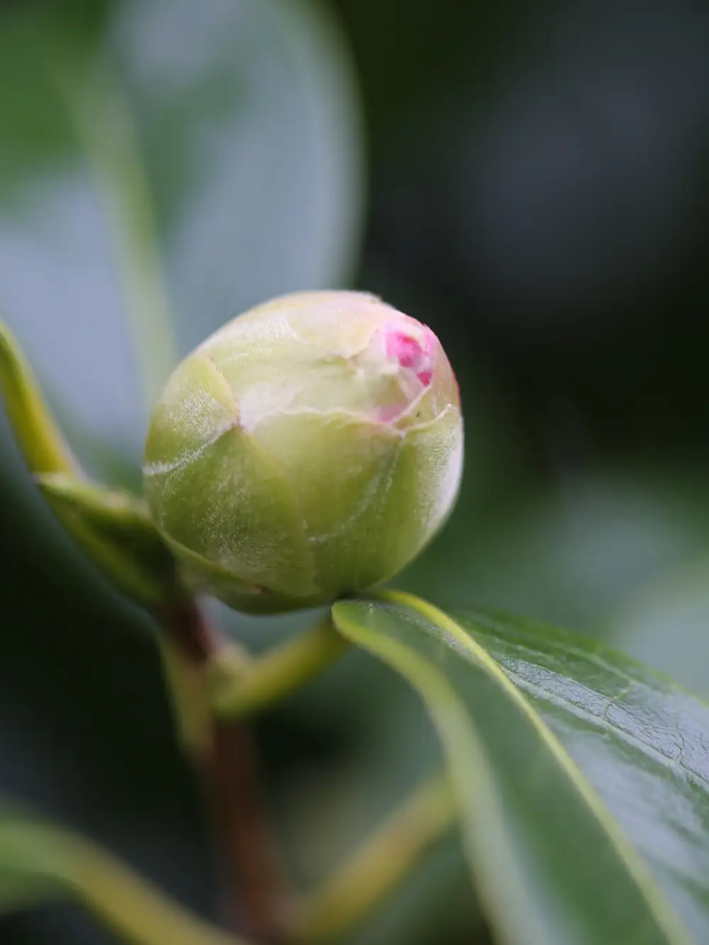 Camelias