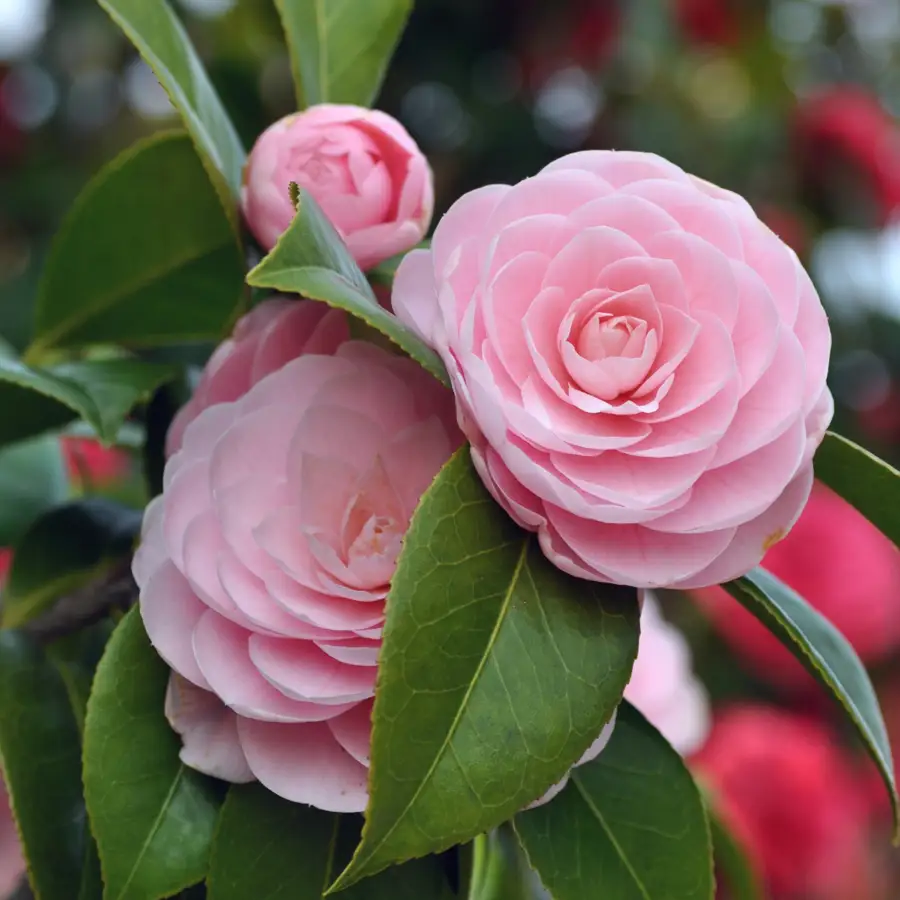 Paso a paso para multiplicar camelias