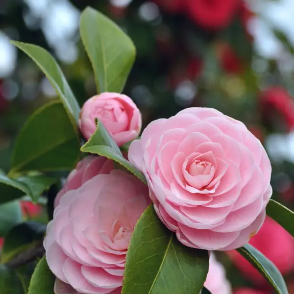 Así es cómo debes reproducir las camelias para que tu jardín esté lleno de color en la próxima primavera