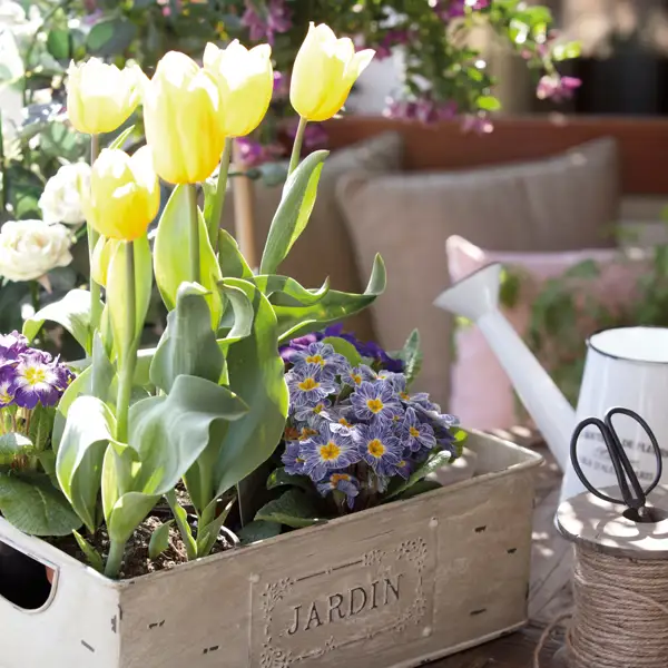 Cuándo poner los tulipanes en maceta para que estallen en flores la próxima primavera