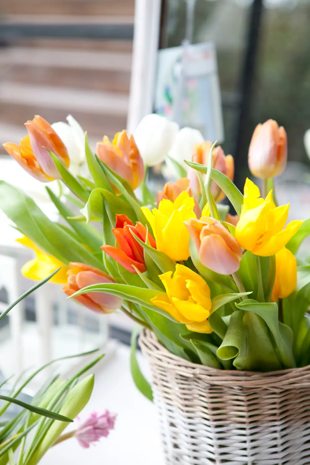 tulipanes amarillos y naranjas