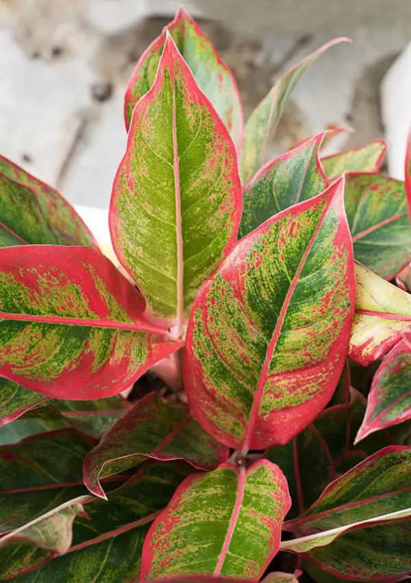 aglaonema canva