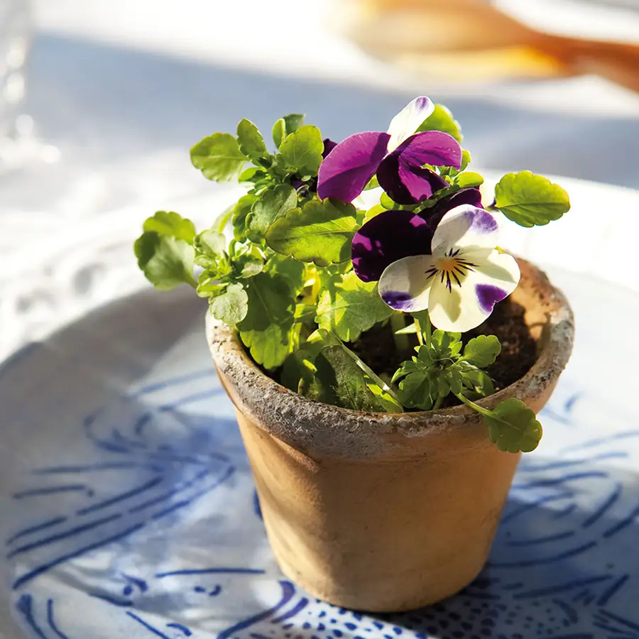 No hace falta esperar a la primavera del año que viene para tener la casa llena de flores coloridas