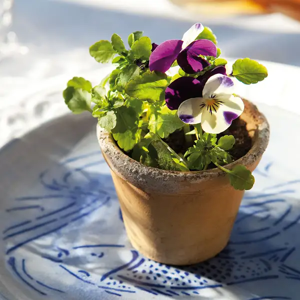 No hace falta esperar a la primavera del año que viene para tener la casa llena de flores coloridas