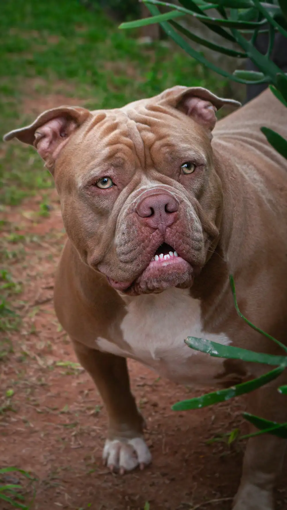 American bully