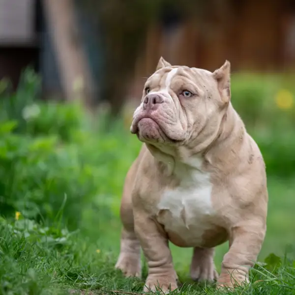 American bully, el perro prohibido: guía de características, carácter y cuidados de esta raza que muchos temen, pero que encanta con su ternura