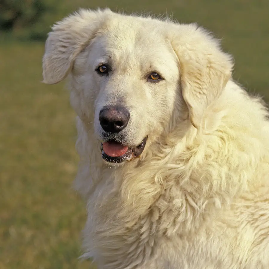 Perro kuvasz