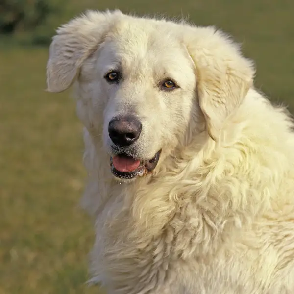 El perro tímido que destaca por ser fiel y cariñoso: así es el Kuvasz, la mascota que amarás por ser muy singular