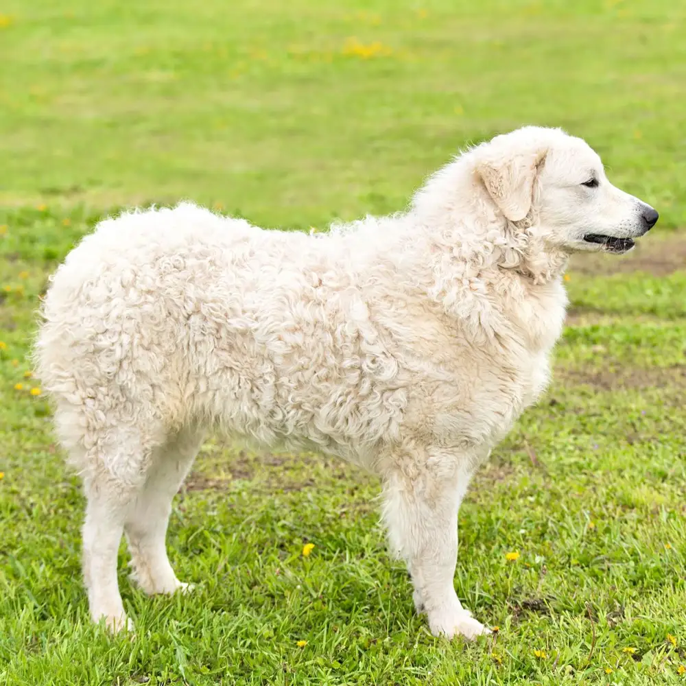 Perro kuvasz