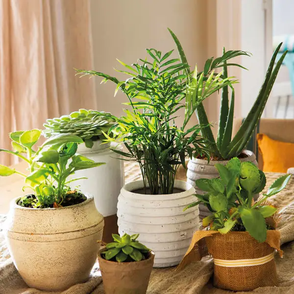 Plantas de interior resistentes