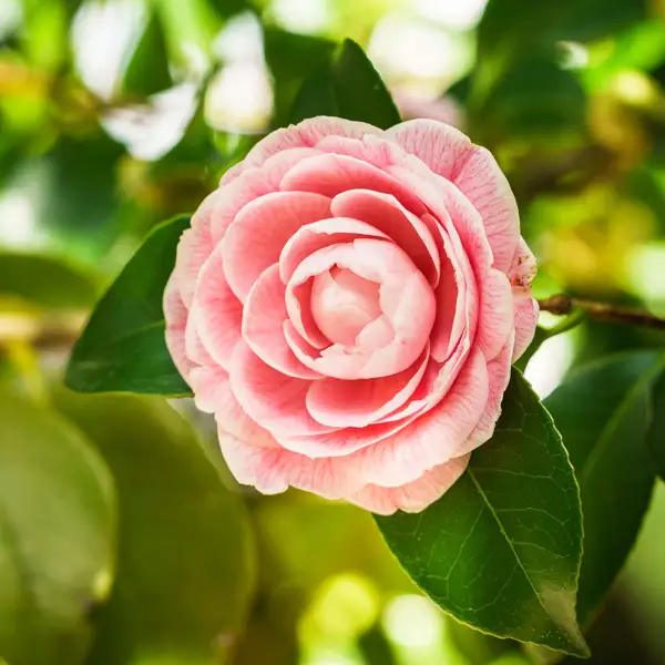 Así es cómo debes reproducir las camelias para que tu jardín esté lleno de color durante la próxima primavera