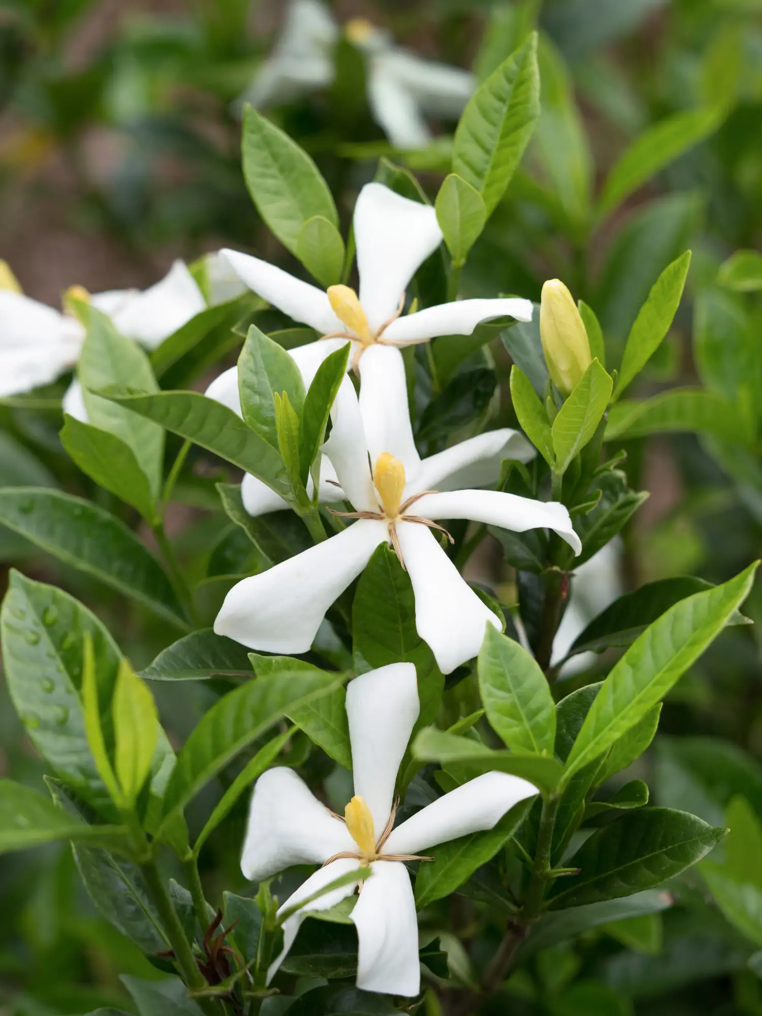 Gardenia