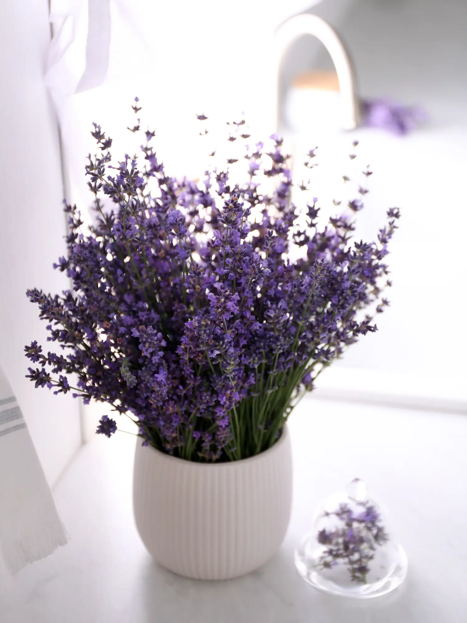 Lavanda