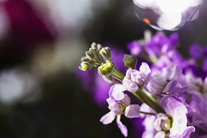 Flor de alheli