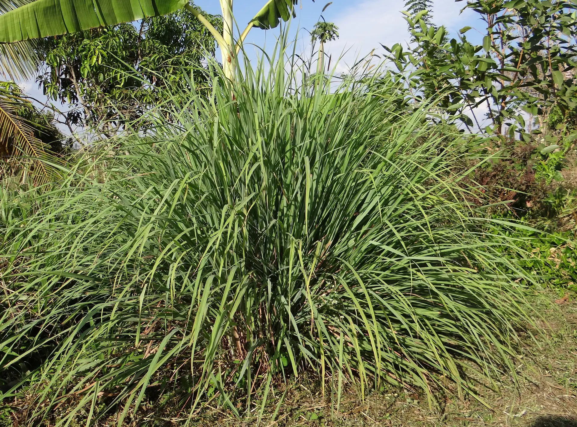 Planta de citronela