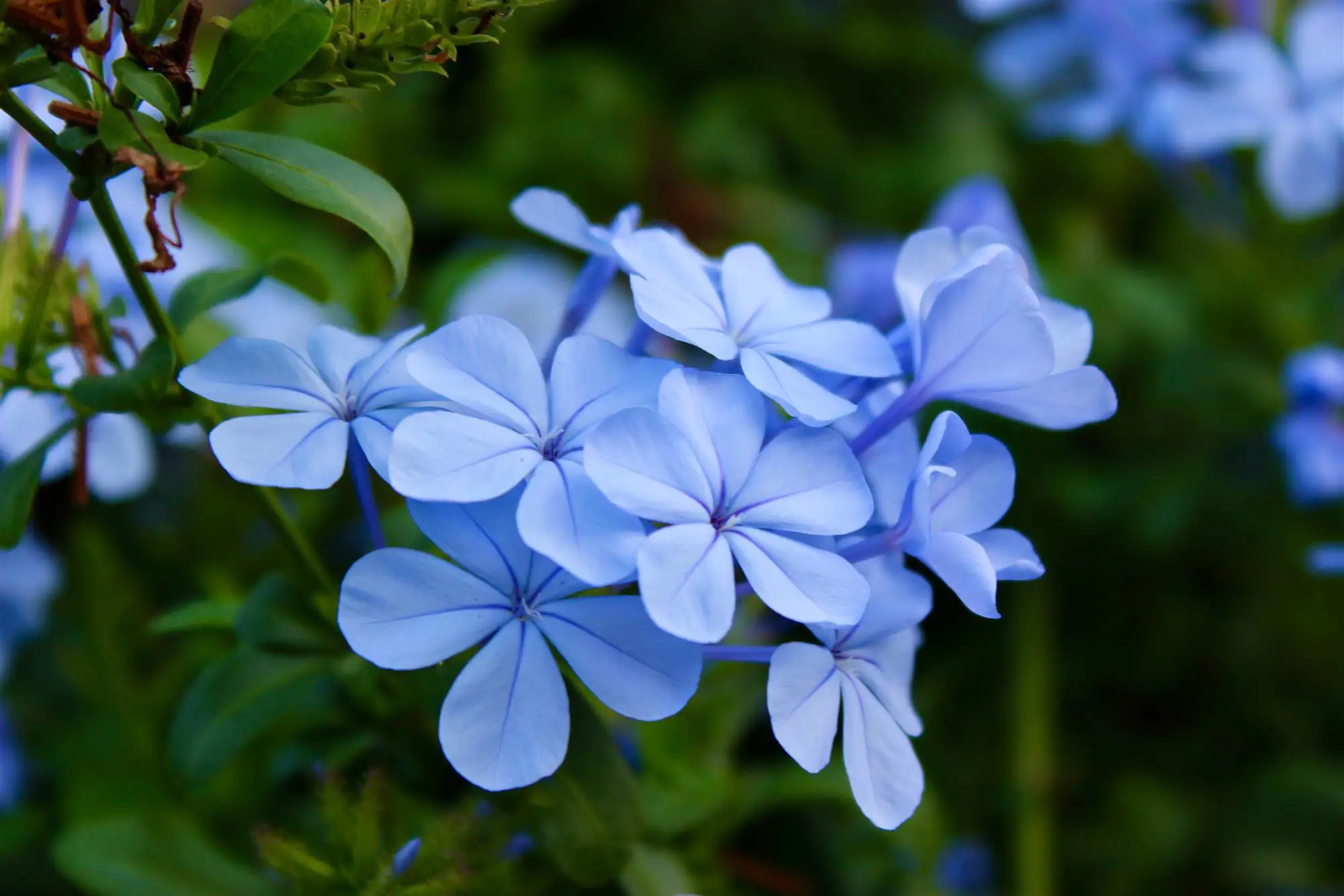 Plumbago azul 