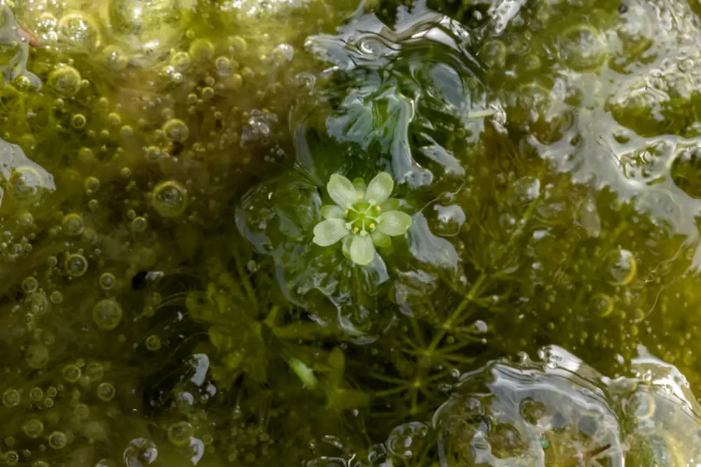 aldrovanda vesiculosa planta carnivora