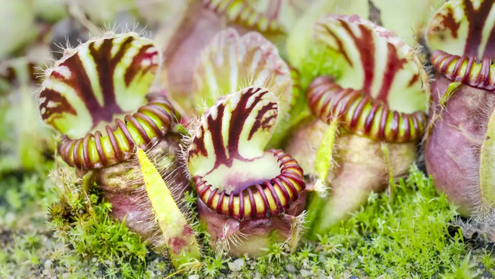 Cephalotus  follicularis planta carnivora