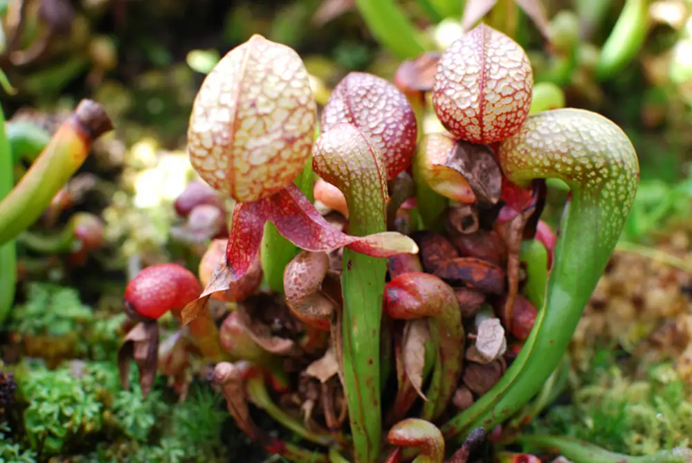 Darlingtonia californica planta carnivora