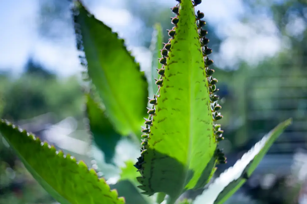 Drosophyllum  lusitanicum