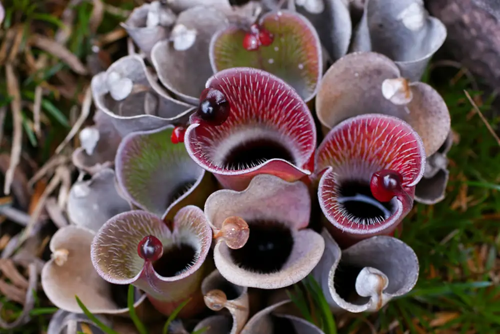 heliamphora planta carnivora