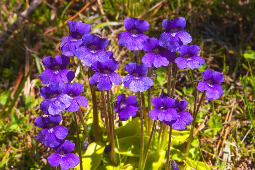 Pinguicula  grandiflora