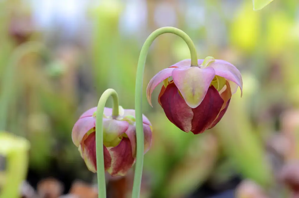 sarracenia planta carnivora