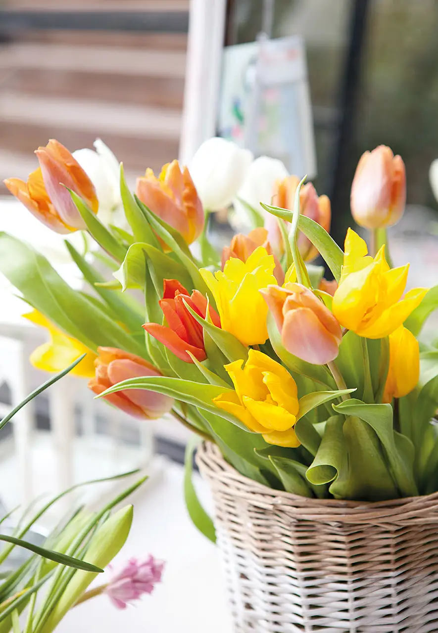 Detalle de cesto de mimbre con tulipanes