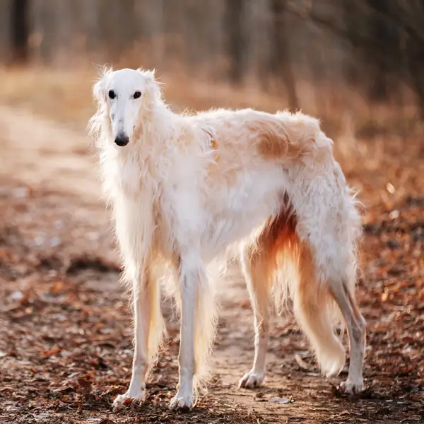 Estos perros elegantes, delgados y veloces eran los favoritos de los zares y aristócratas rusos