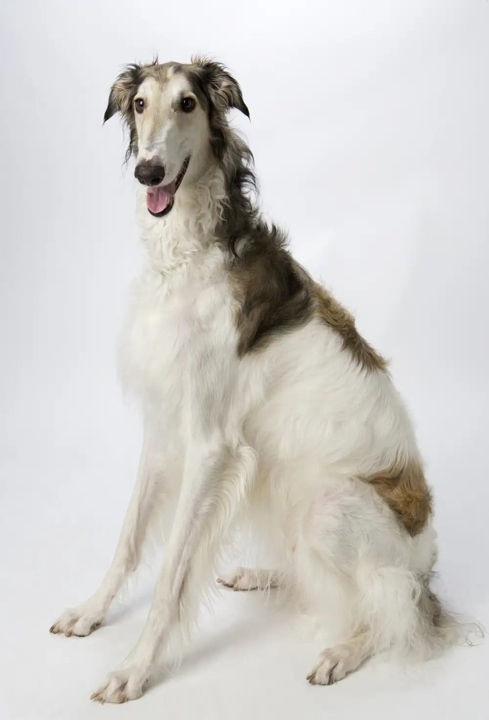 Perro borzoi