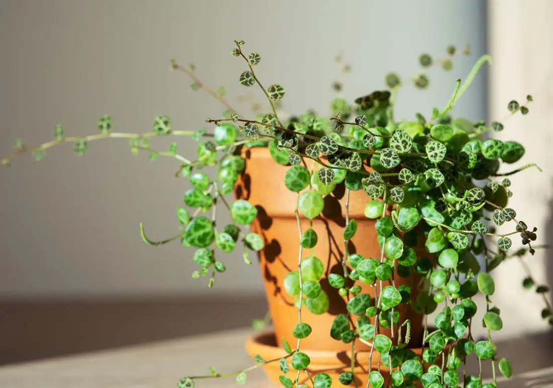 peperomia