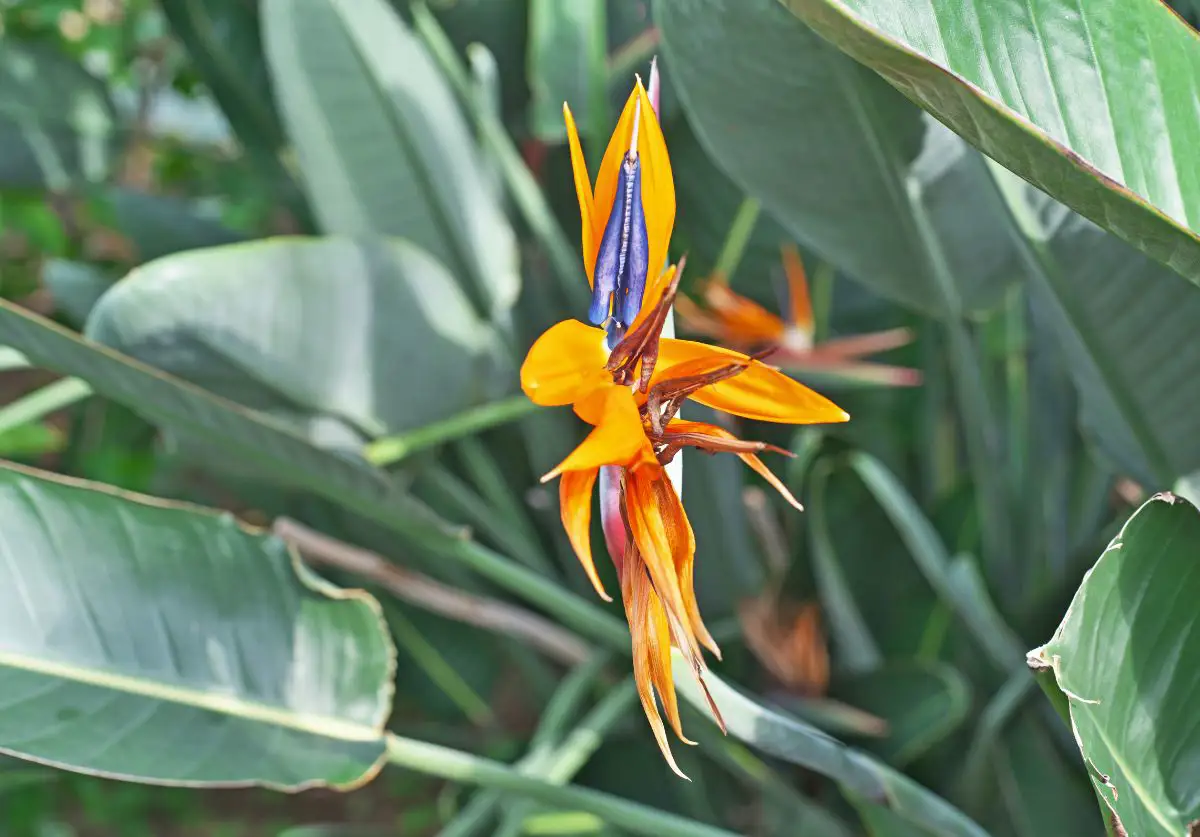 strelitzia