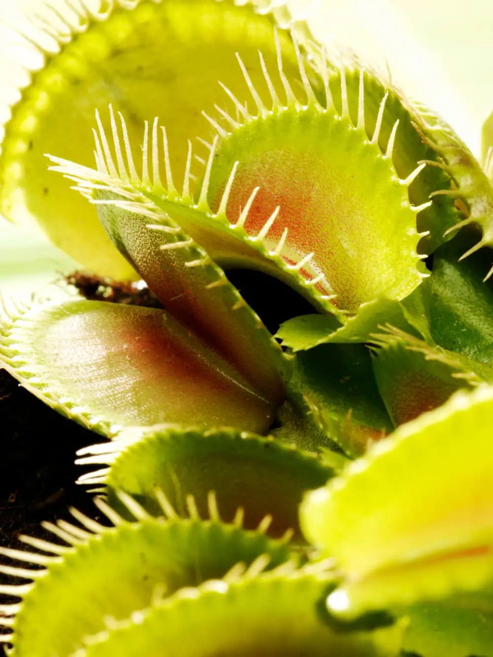 Venus atrapamoscas