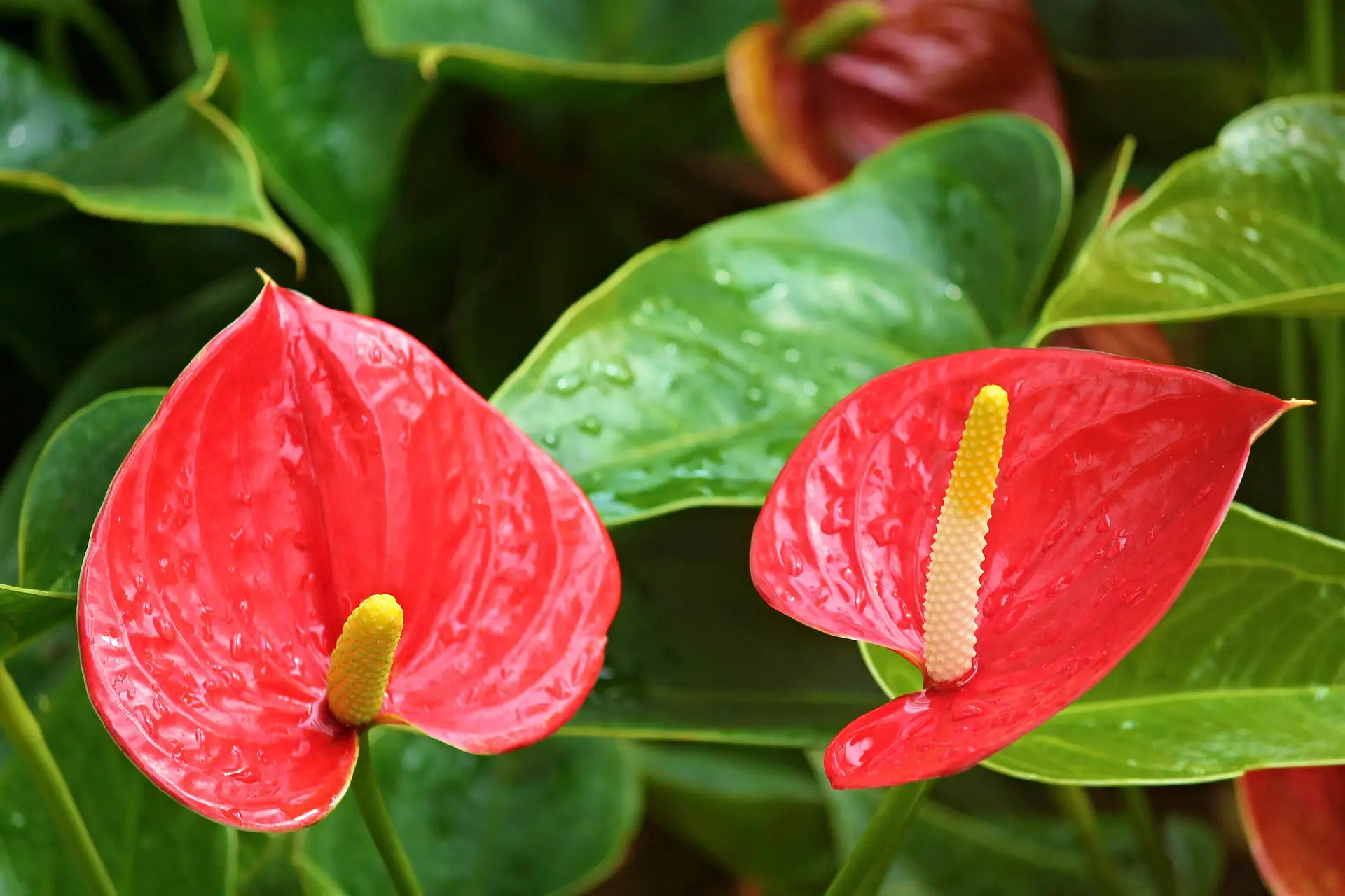 pixabay anthurium-flamingo-flower-g8829dd4d7_1920