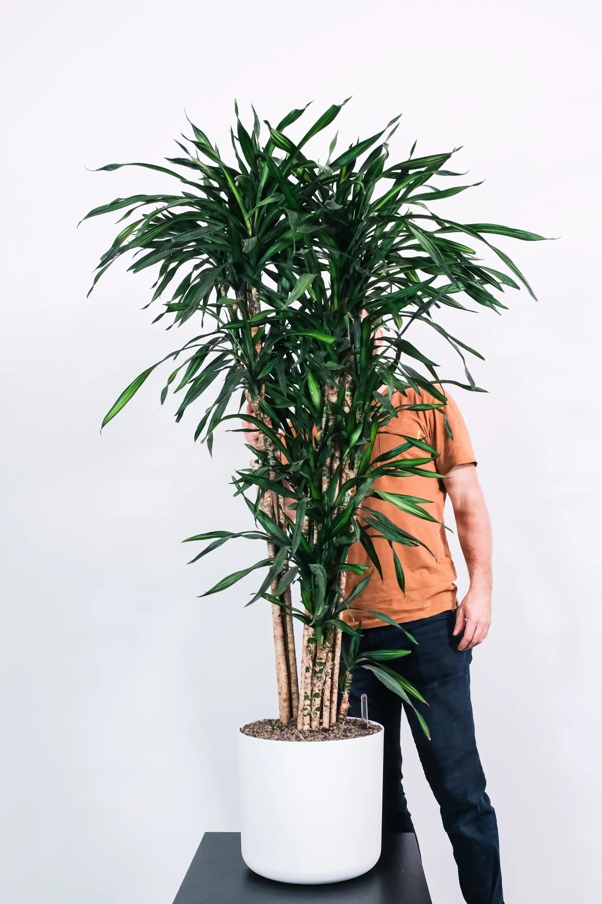 Dracaena fragrans 