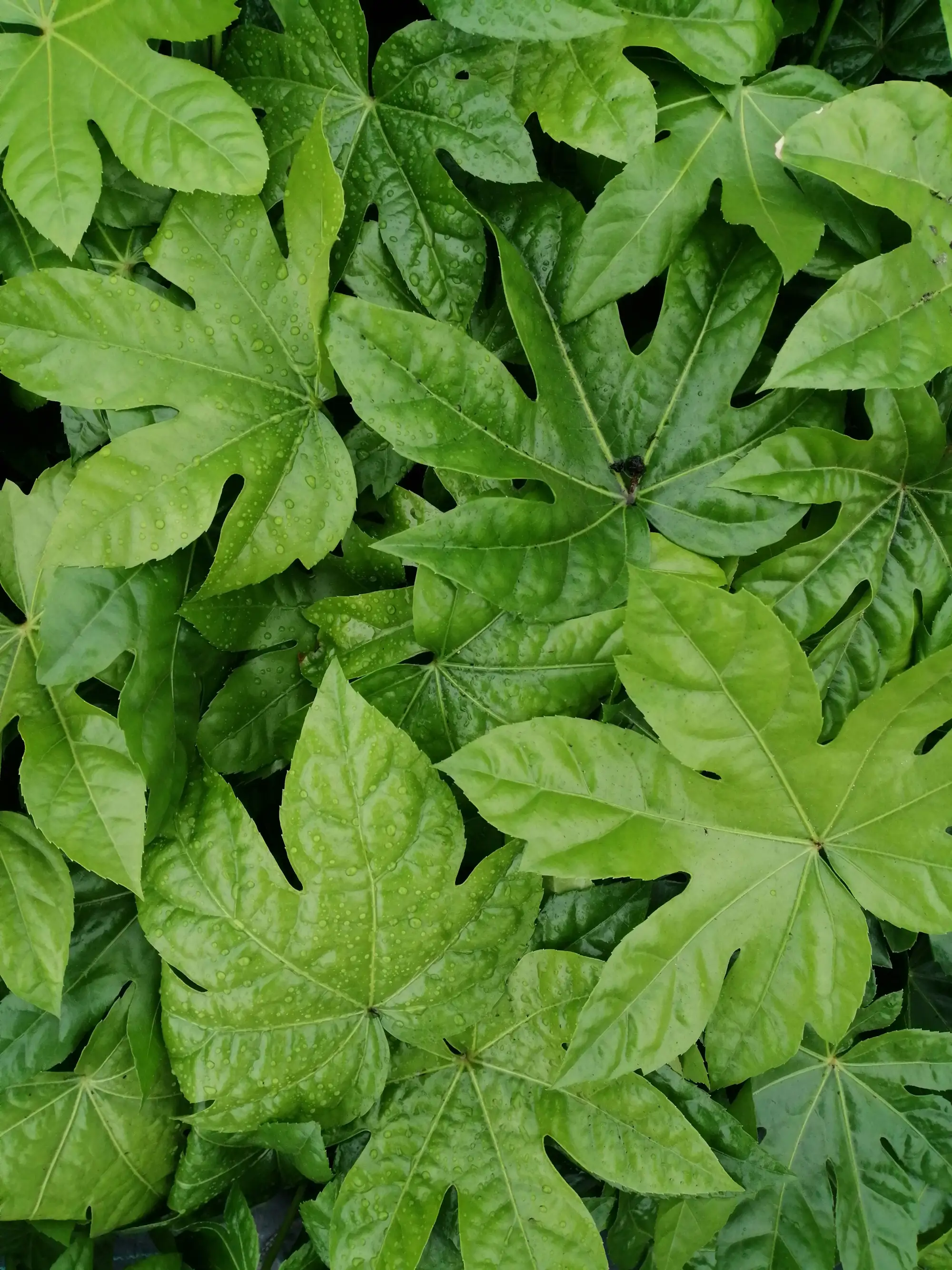 Fatsia japonica