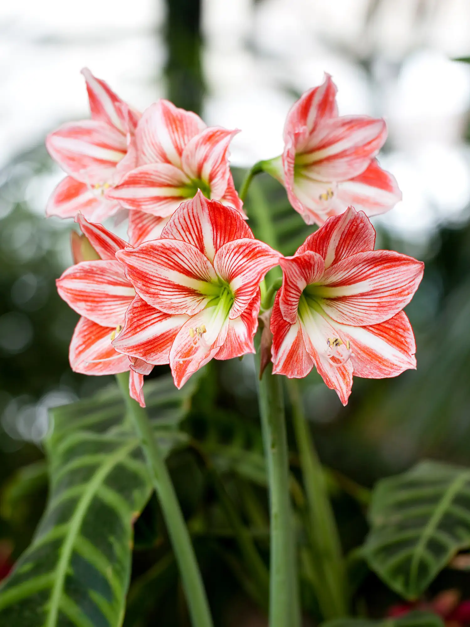 Amaryllis belladonna