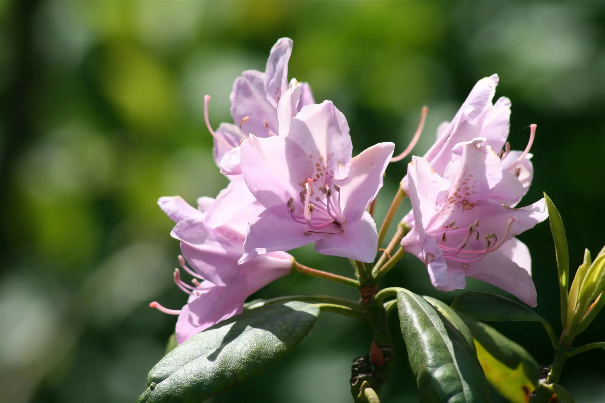 azalea-cuidados-planta