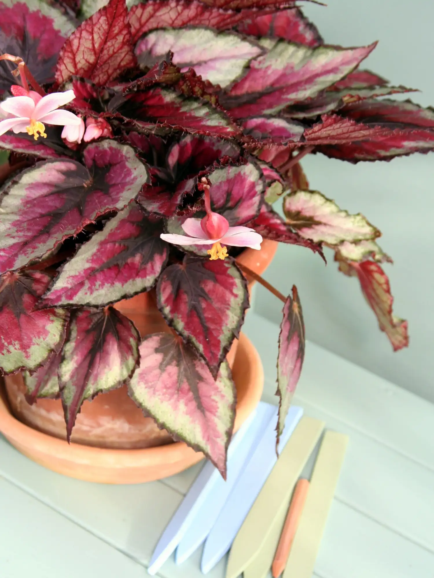 Begonia Rex