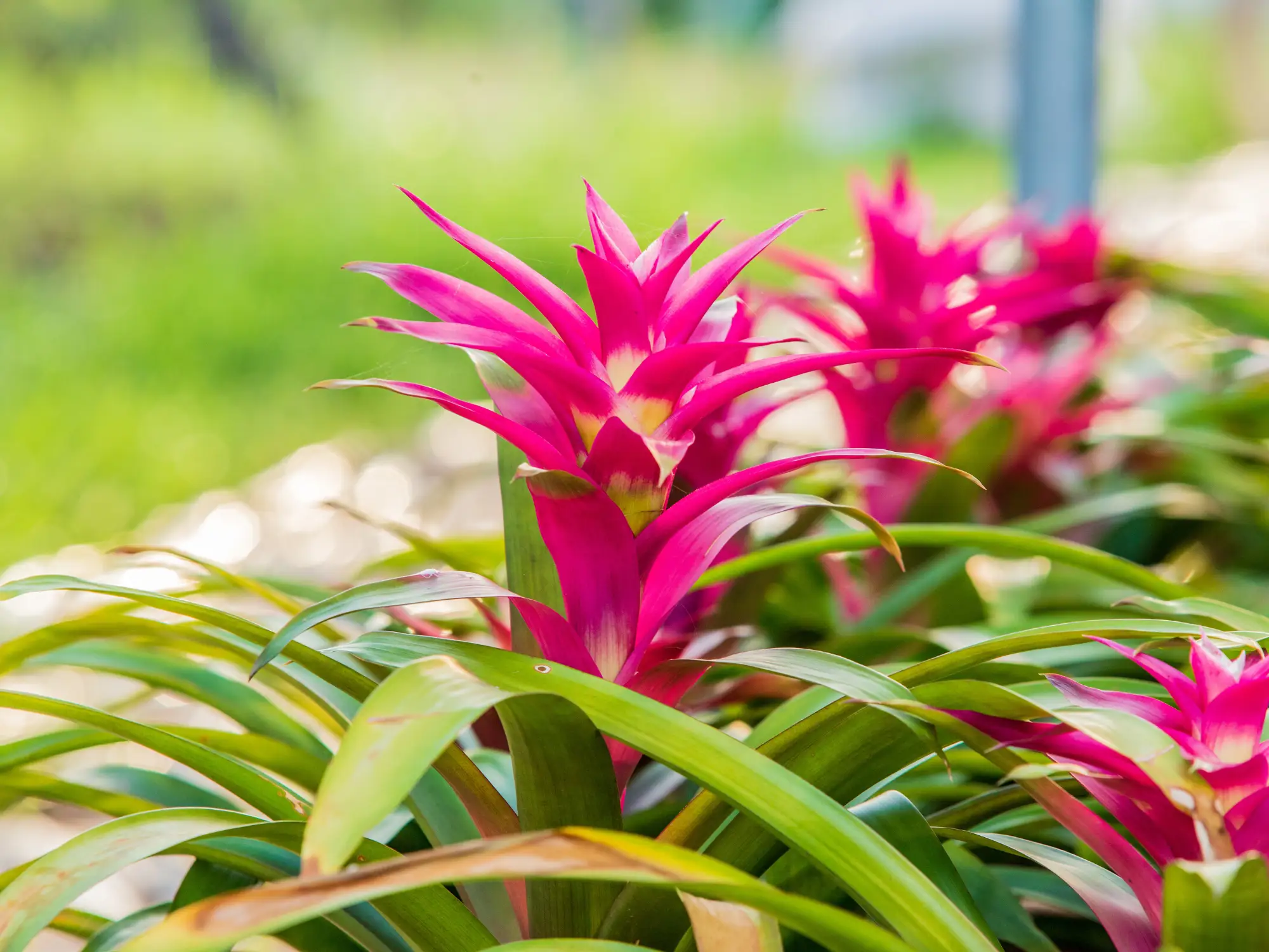 Bromelia