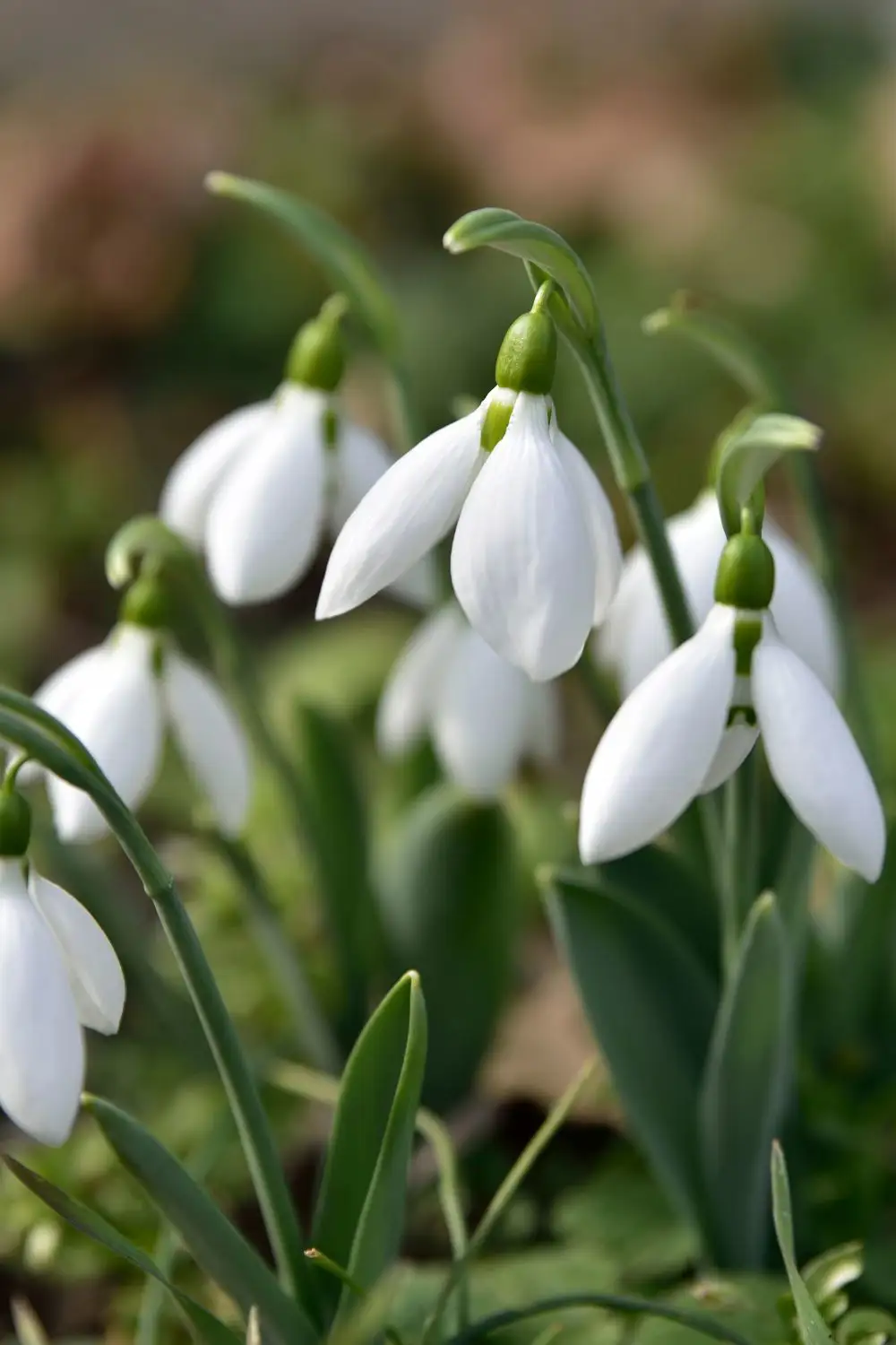 Campanilla de invierno