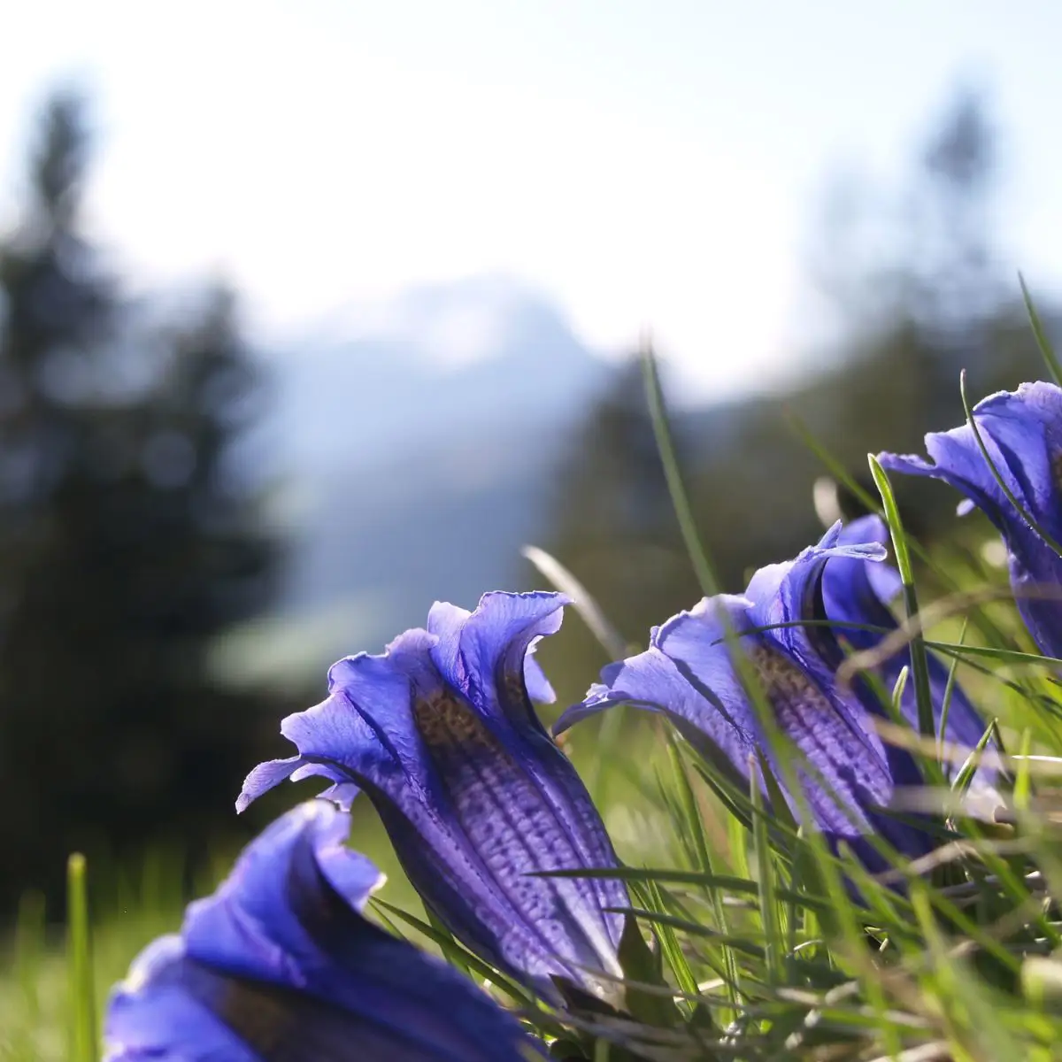 campanula-cuidados-flor.