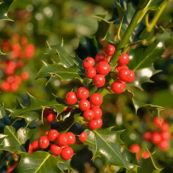 20 plantas de Navidad más allá de la flor de Pascua: perfectas para decorar tu casa durante estas fiestas