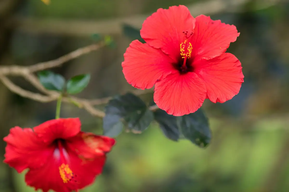 hibisco-color-rojo-clasico