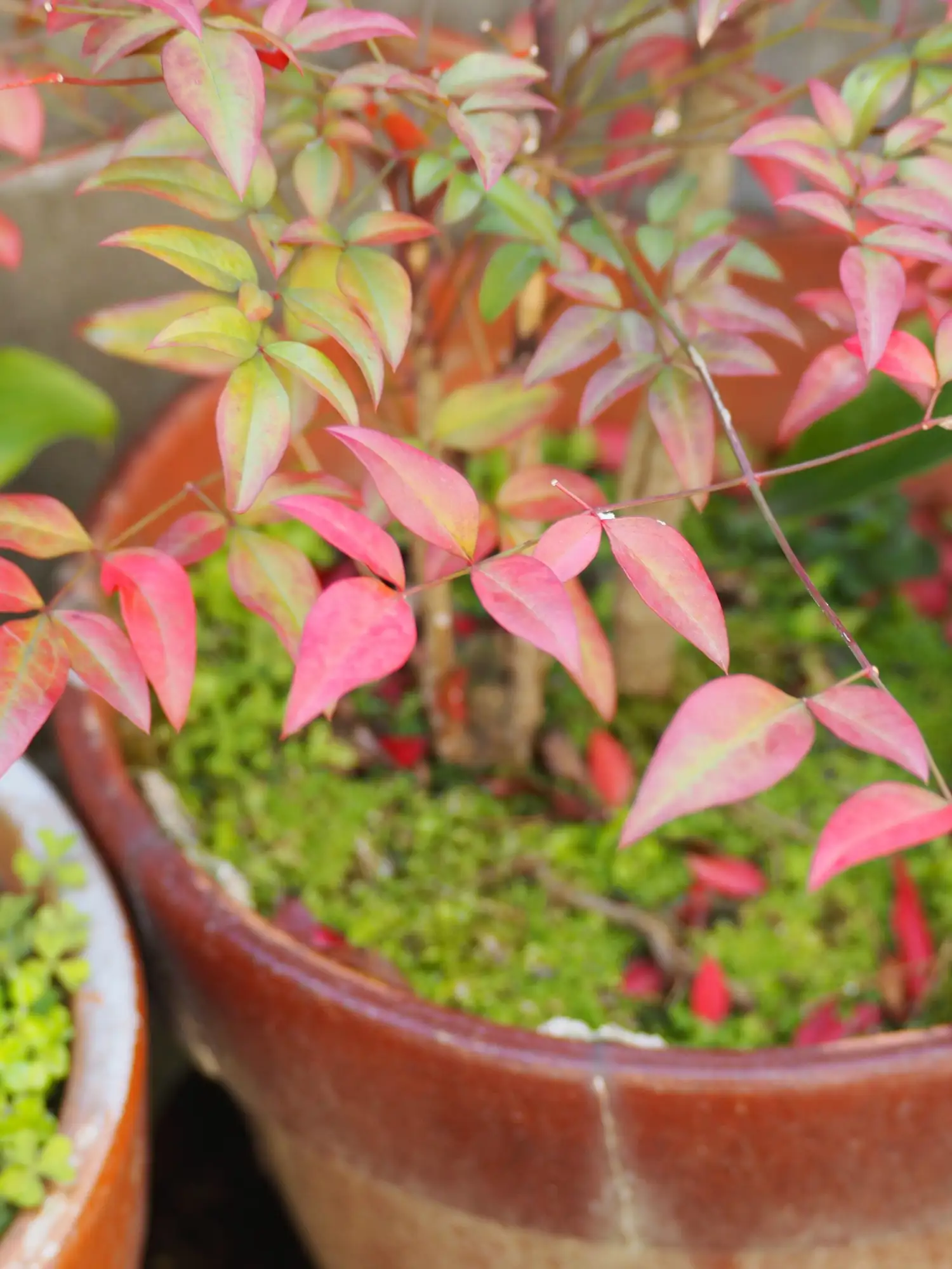 Nandina o bambú sagrado